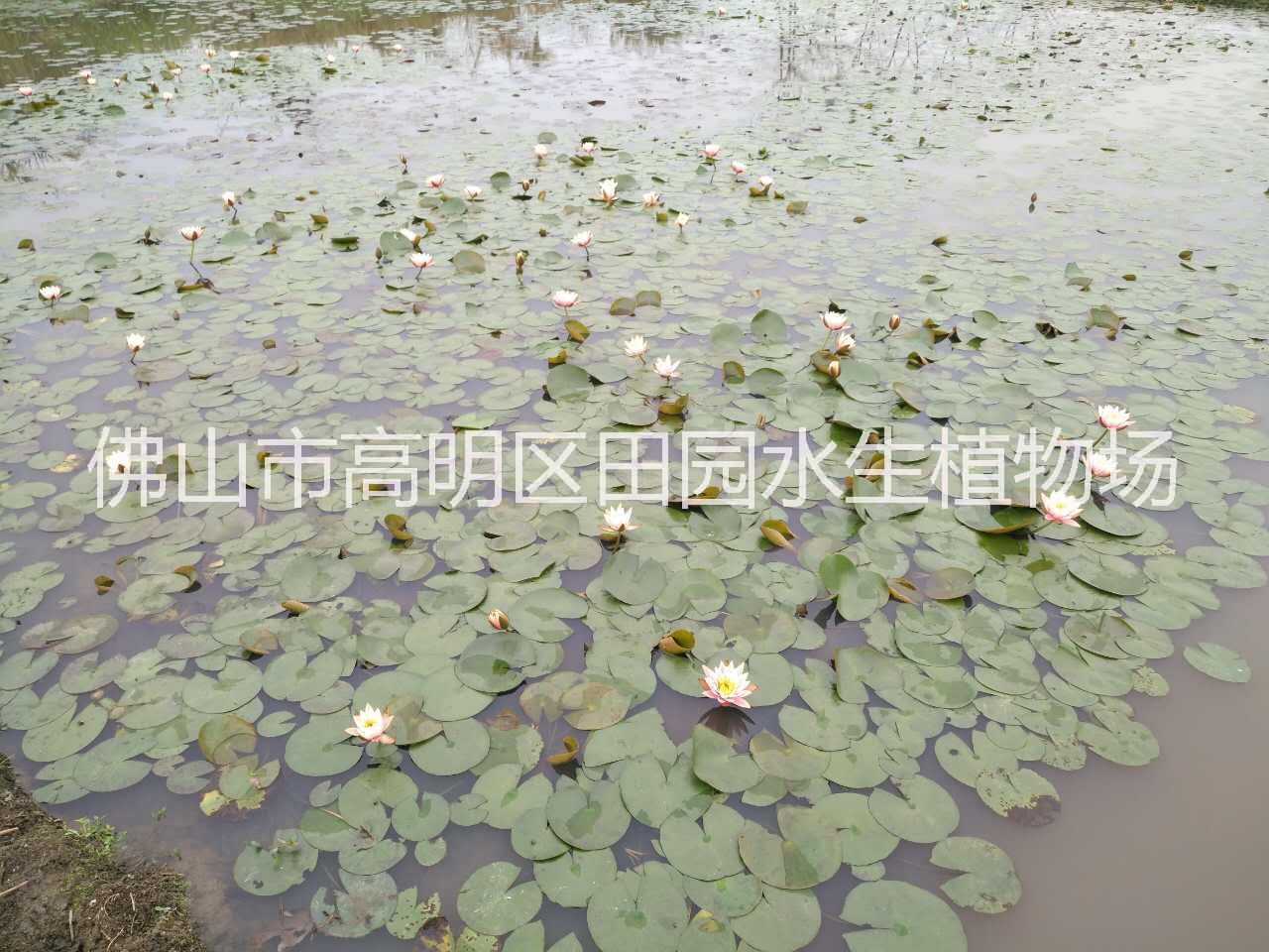 睡蓮 多色睡蓮