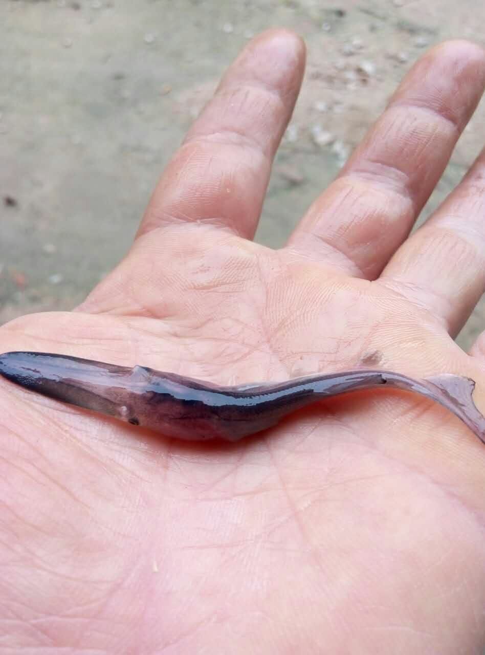 匙吻鱘 鴨嘴魚魚苗 鴨嘴鱘魚苗特價批發(fā)，量大請咨詢