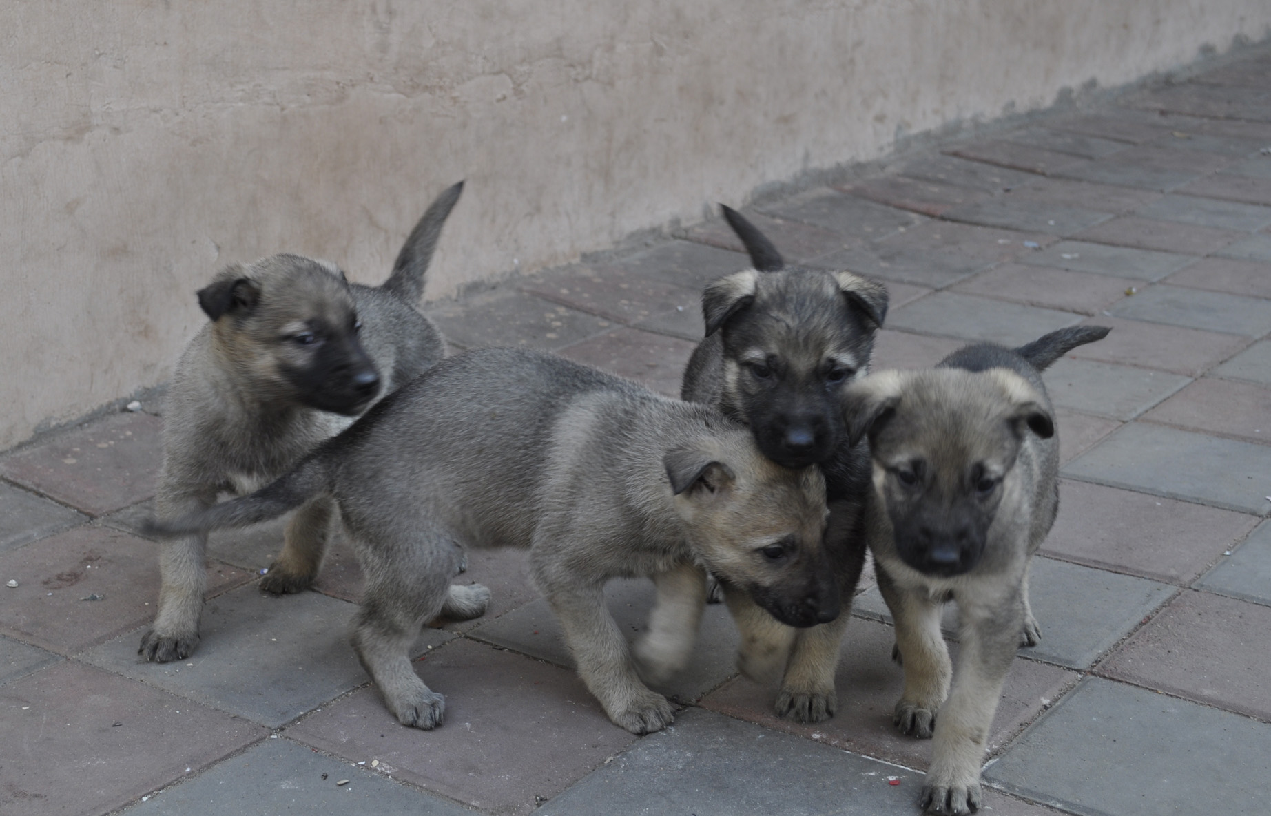幼*青價格純小*青多少錢如何訓(xùn)練怎么賣*青圖片