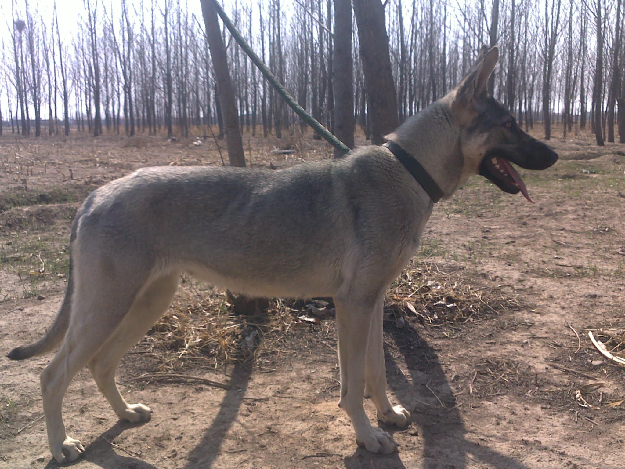 *青價(jià)格幼*青價(jià)格純小*青多少錢(qián)*青如何訓(xùn)練