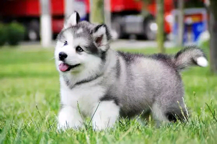 阿拉斯加阿拉斯加價(jià)格供應(yīng)阿拉斯加阿拉斯加圖片阿拉斯加雪橇犬如何養(yǎng)阿拉斯加