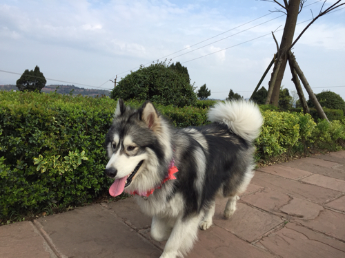 阿拉斯加阿拉斯加價(jià)格供應(yīng)阿拉斯加阿拉斯加圖片阿拉斯加雪橇犬如何養(yǎng)阿拉斯加