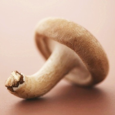 漢中好運農香菇批發(fā)