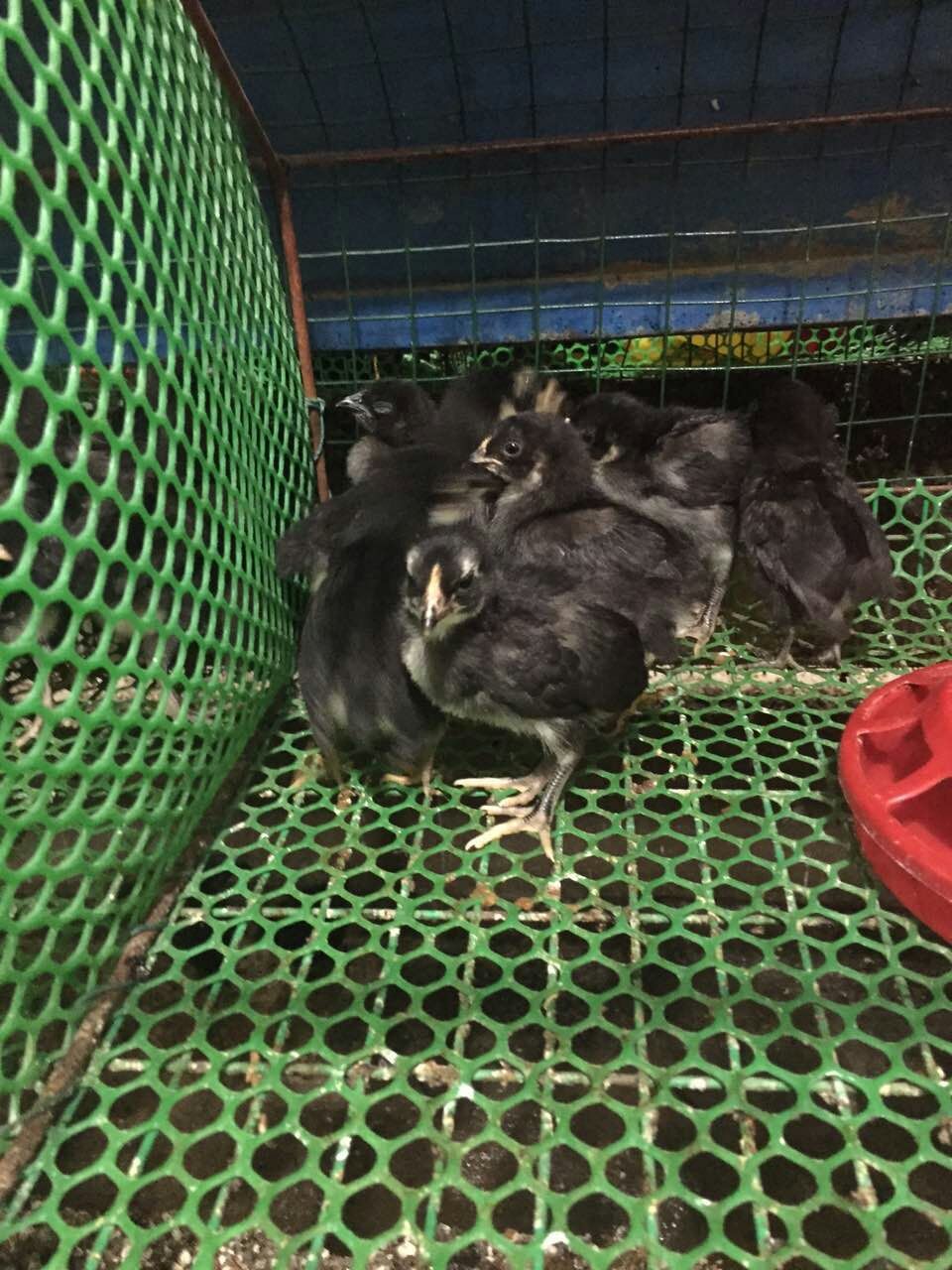 五黑雞 五黑一綠雞苗 營養(yǎng)豐富 貴州廠家長期直銷各種雞苗 全國包郵