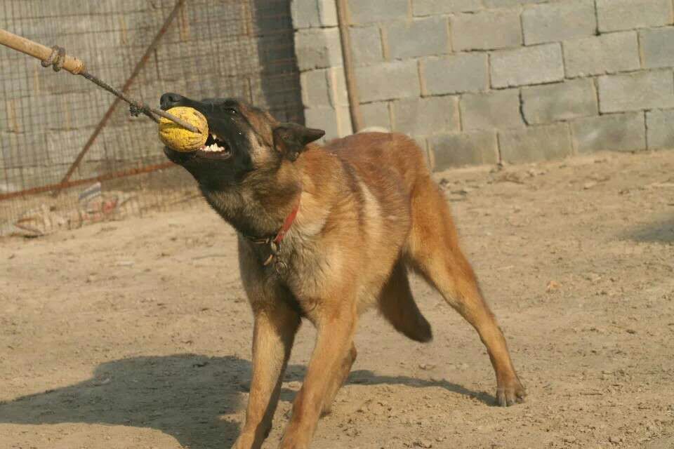 馬犬訓(xùn)練馬犬馴養(yǎng)飼養(yǎng)馬犬的顏色馬犬圖片馬犬血統(tǒng) 馬犬訓(xùn)練