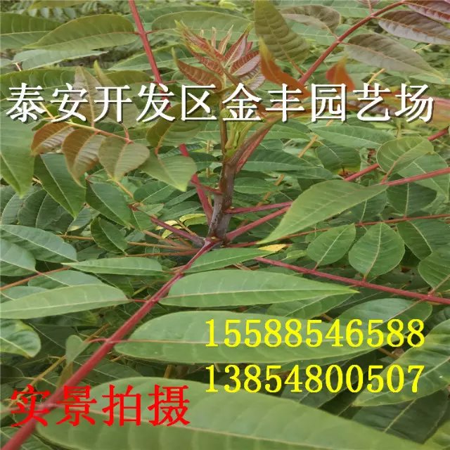 泰山紅油香椿苗 泰山紅油香椿苗培育基地紅油香椿苗 泰安香椿苗哪里有 泰安香椿苗供應(yīng) 泰安香椿苗批發(fā)價(jià)