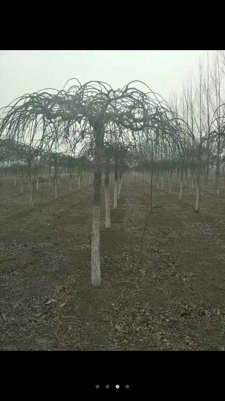 大葉垂榆種植基地/報價/批發(fā)/多少錢一棵