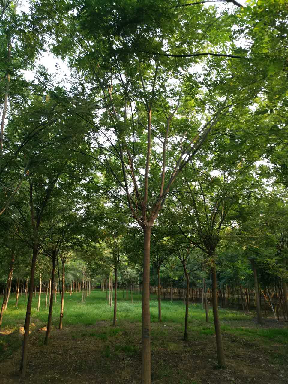 國槐多少錢一棵/國槐大量供應(yīng)/批發(fā)/國槐種植基地