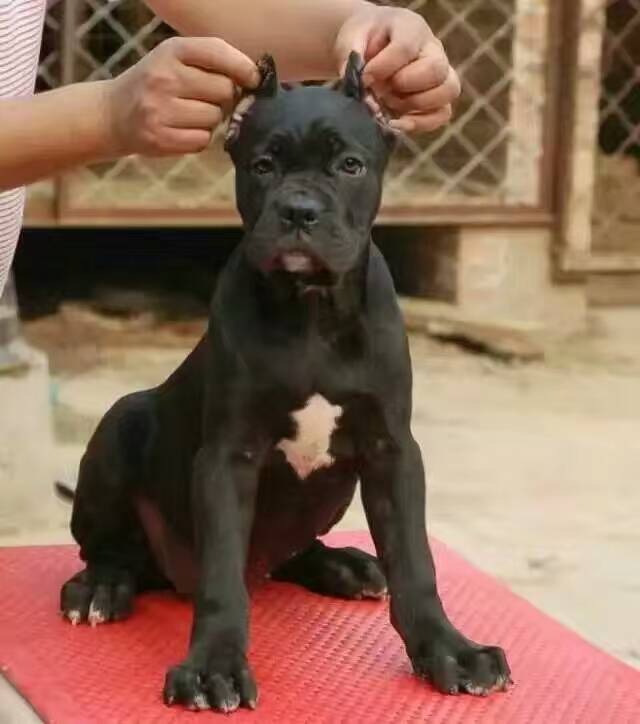 拉布拉多犬價(jià)格拉布拉多圖片拉布拉多好養(yǎng)嗎 拉布拉多價(jià)格