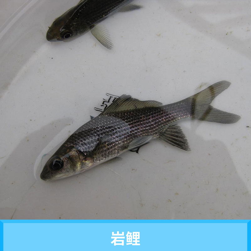 眉山星運(yùn)漁場巖鯉 養(yǎng)殖水產(chǎn)廣溫性魚類種苗人工培育優(yōu)質(zhì)巖原鯉魚苗