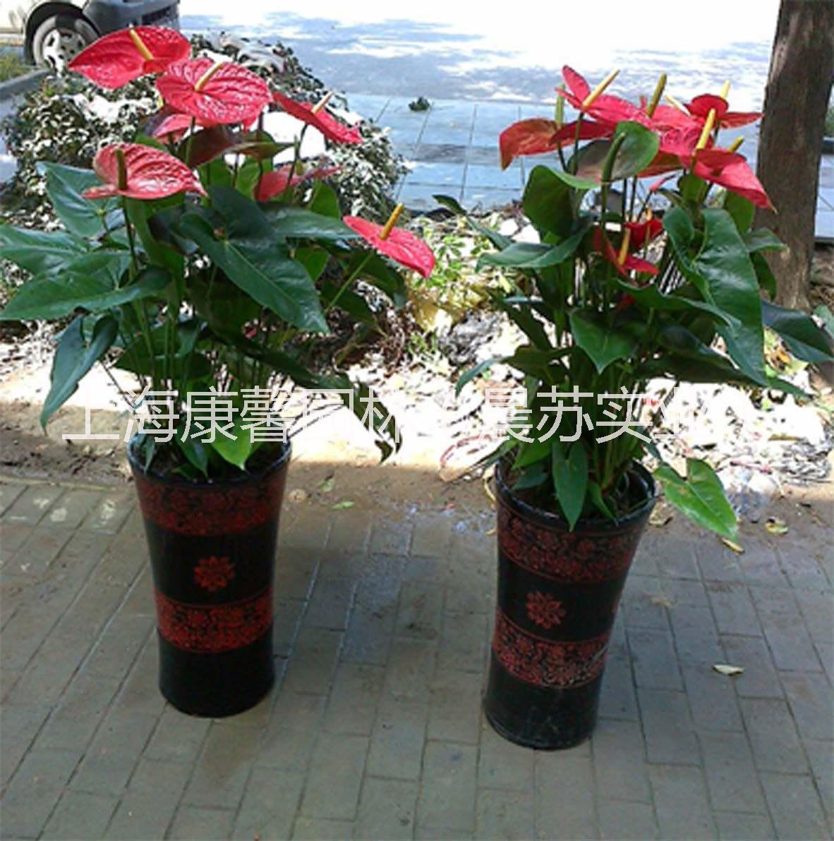 重慶綠植花卉租賃服務(wù)電話 重慶綠植花卉租擺電話，重慶花卉租賃電話