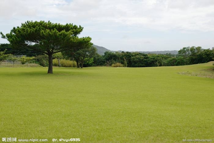 青島綠化草坪_綠化草坪量大從優(yōu)_綠化草坪價(jià)格批發(fā)