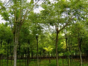 8公分國槐價格 10公分國槐價格