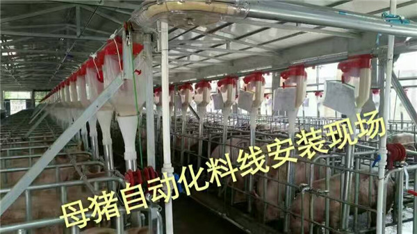 全自動料線豬場安裝自動喂豬設備廠家介紹 自動料線系統(tǒng)