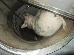 病死家禽無害化處理設(shè)備生產(chǎn)廠家