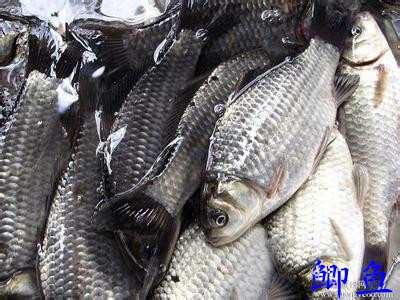 鯽魚苗