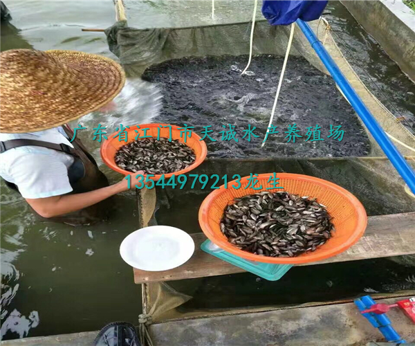 大量供應(yīng) 優(yōu)質(zhì)羅非魚苗 各種規(guī)格 高雄性羅非魚苗，大量供應(yīng) ,