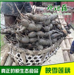 珍珠藕批珍珠藕批發(fā) 蓮藕新品發(fā) 蓮藕新品