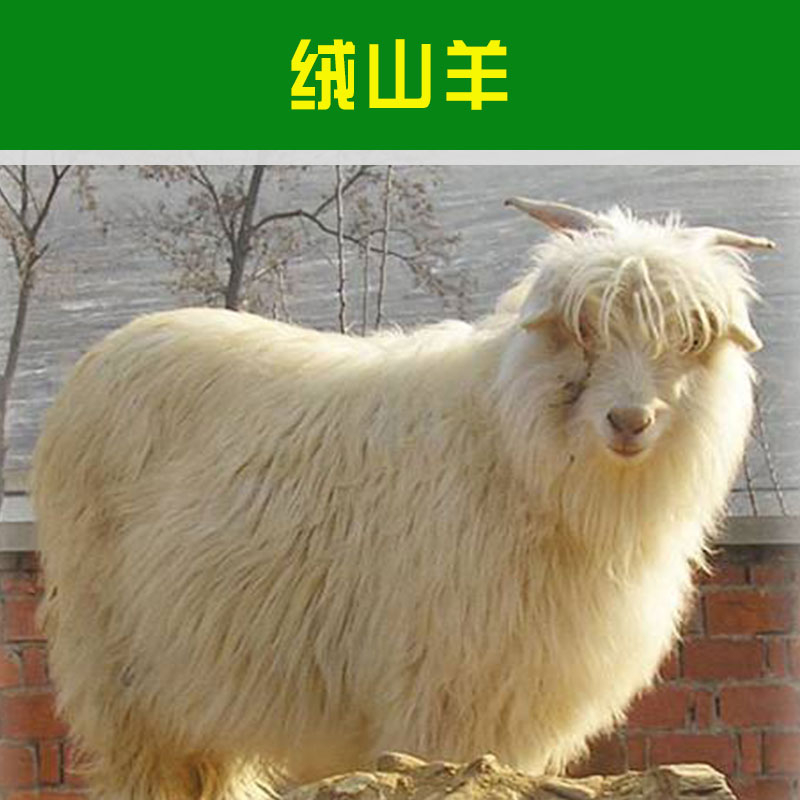 廣西絨山羊價格 廣西絨山羊哪家好 廣西絨山羊哪家便宜 廣西絨山羊