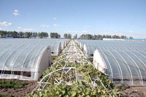 玻璃溫室 玻璃溫室生產(chǎn)廠家