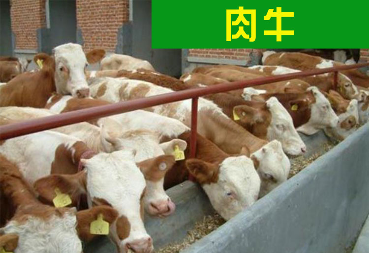 哪里有賣魯西黃牛多少錢