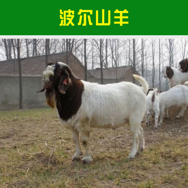 山東*價(jià)格報(bào)價(jià) 山東*價(jià)格多少錢 *羊羔報(bào)價(jià)