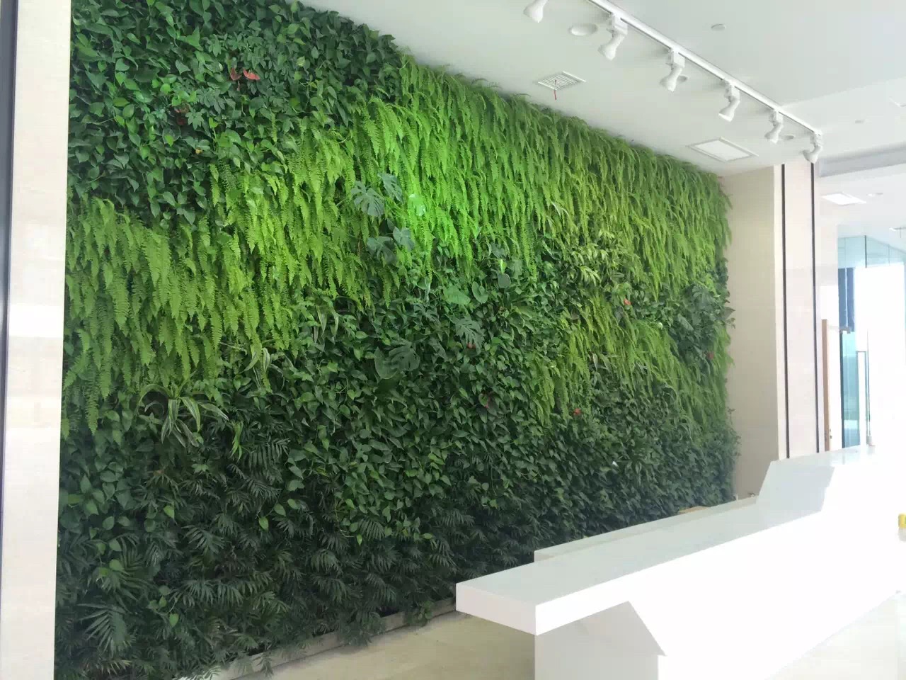 植物墻廠家_杭州綠植墻施工_垂直綠化咨詢(xún)電話(huà)13588384429