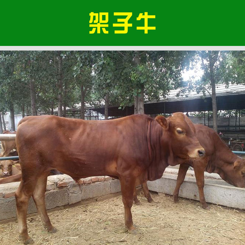 山東盛泰養(yǎng)殖場(chǎng)供應(yīng)架子牛 人工養(yǎng)殖牲畜大型雜交肉用育肥架子牛犢