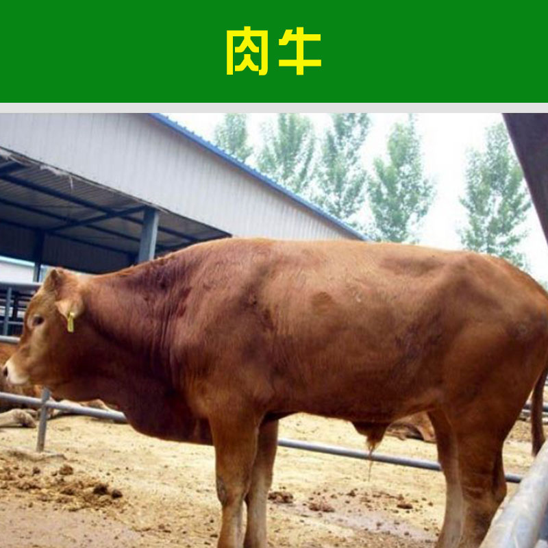 哪里有賣(mài)奶牛多少錢(qián)
