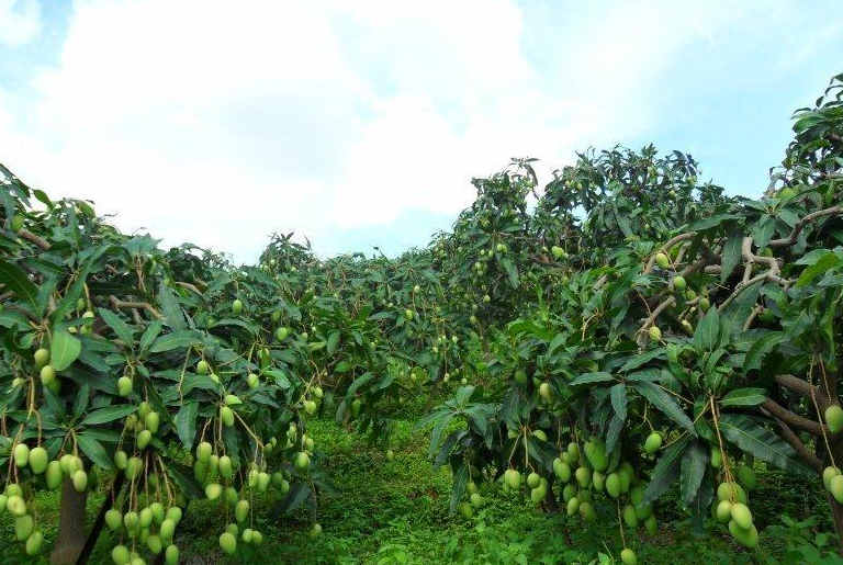 芒果苗供應(yīng)商、芒果苗產(chǎn)地、供應(yīng)芒果苗
