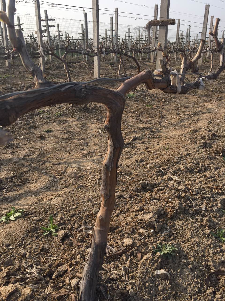 銅山縣葡萄種植技術  葡萄供應