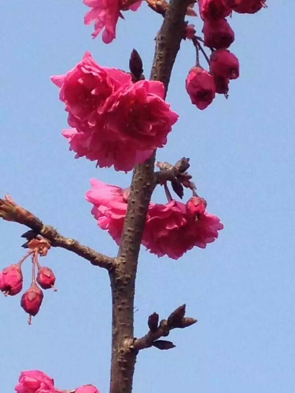 山東東京櫻花樹報價 山東東京櫻花樹供應(yīng)商，山東東京櫻花樹價格