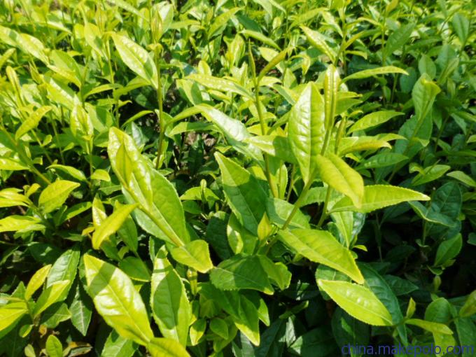 白茶苗供應(yīng)商、供應(yīng)白茶苗、白茶苗產(chǎn)地、