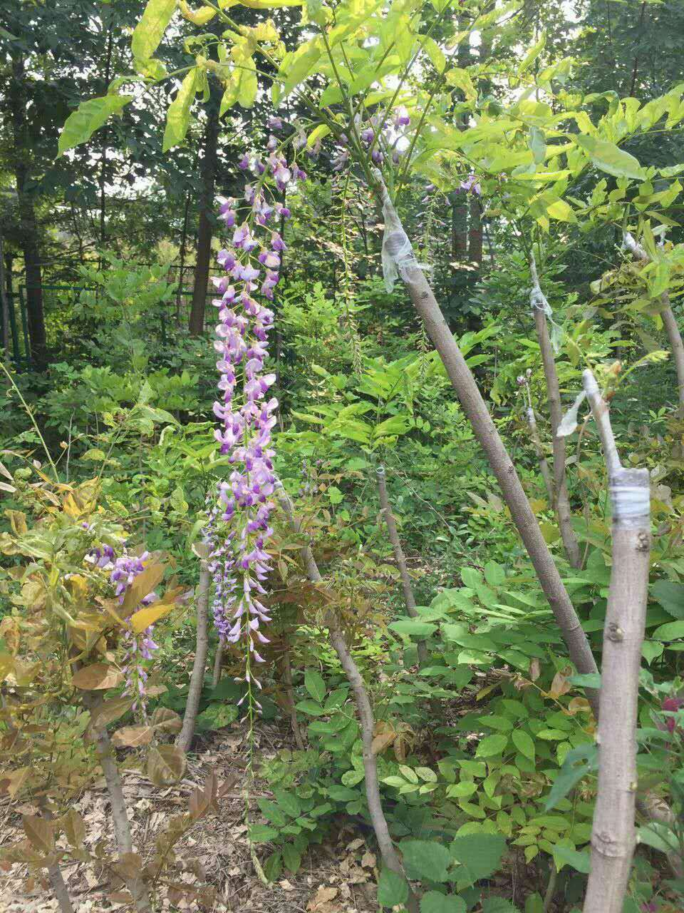 浙江多花紫藤、浙江多花紫藤批發(fā)、浙江多花紫藤報價