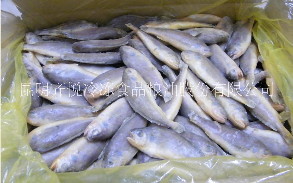 供應(yīng)冷凍松魚(yú) 冷凍松魚(yú)批發(fā)商家 鱸魚(yú)批發(fā)商家 進(jìn)口紅三魚(yú)