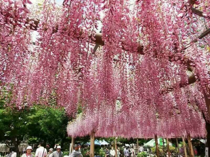 浙江多花紫藤、浙江多花紫藤批發(fā)、浙江多花紫藤報價