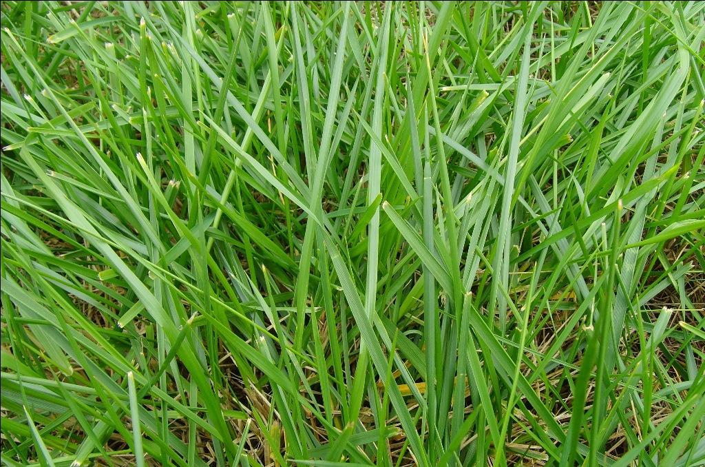 基地優(yōu)質(zhì)出售 馬拉尼草坪 大量馬拉尼草坪