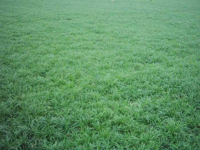 優(yōu)質(zhì)出售 麥冬草