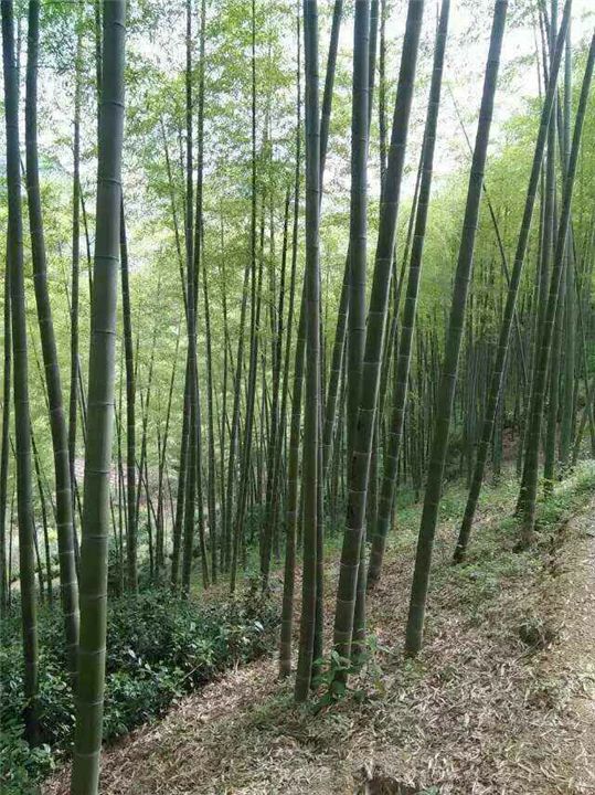 優(yōu)質(zhì)出售 淡竹 剛竹 大量剛竹