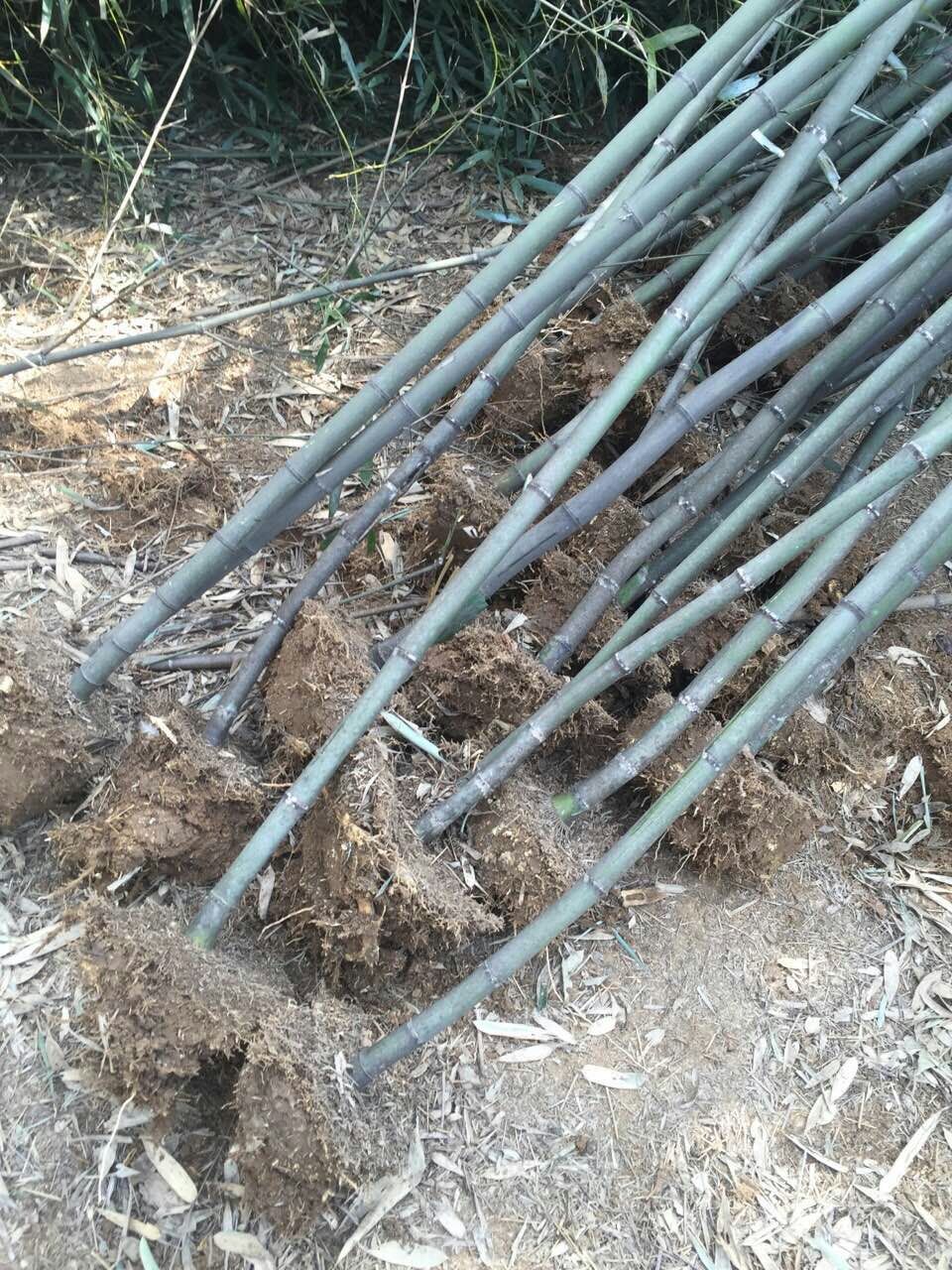 優(yōu)質(zhì)出售 淡竹 大量淡竹