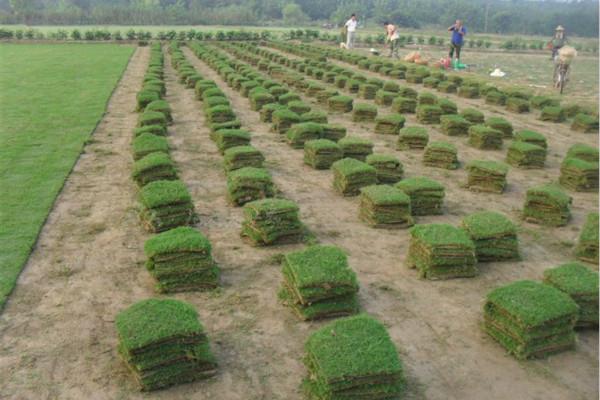 基地優(yōu)質(zhì)出售 馬拉尼草坪 大量馬拉尼草坪