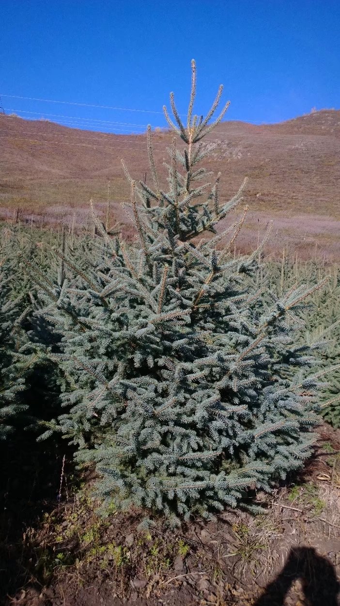 0.8-3.5米青白杄云杉