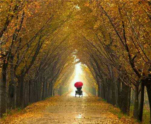 奮達銀杏苗種植園熱線電話 奮達銀杏樹種植園