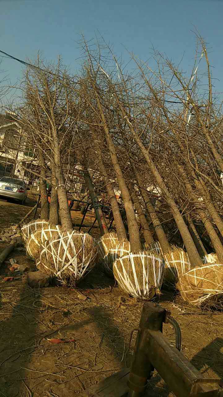 江蘇邳州銀杏苗木種植廠家 價格 批發(fā)