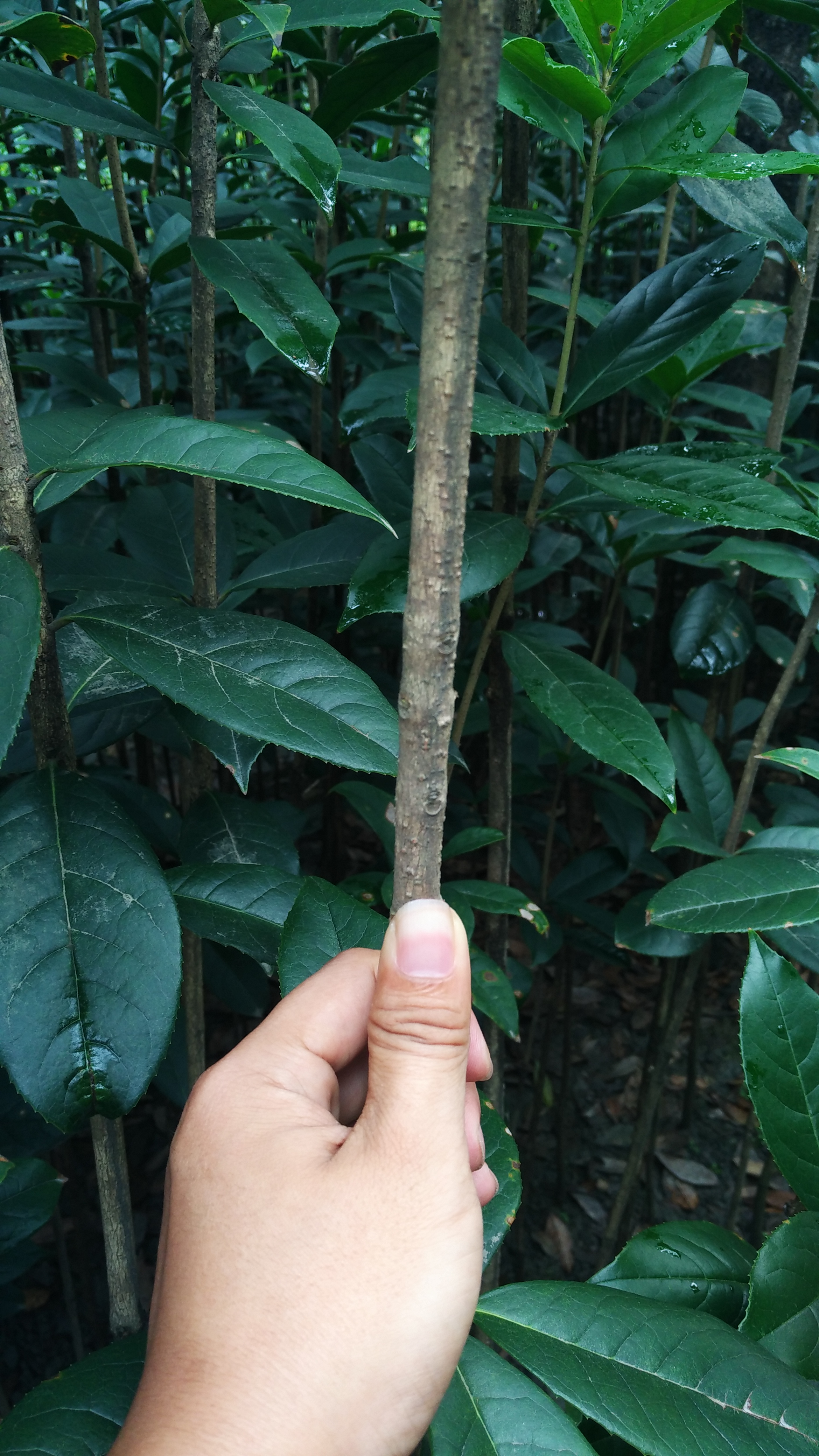 供應(yīng)四川桂花 成都*桂花基地 丹桂* 大紅*桂 移栽苗 四川*大紅*桂，2-2.5高