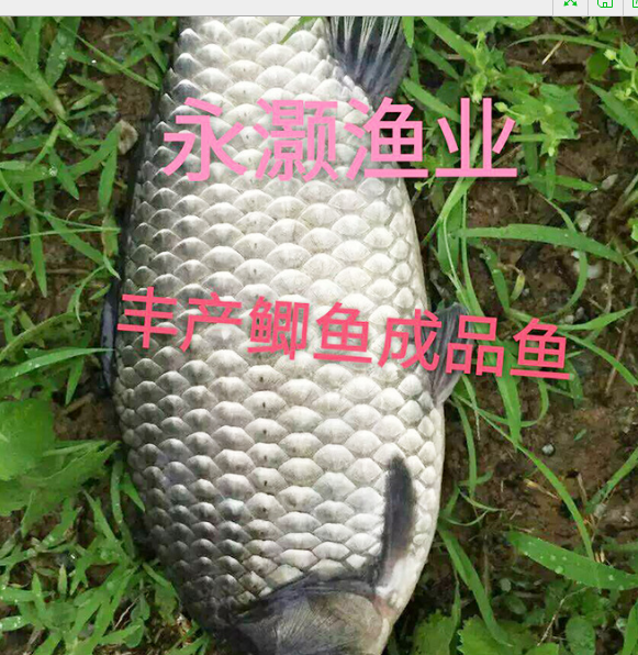 鯽魚苗深圳鯽魚苗供應(yīng)商豐產(chǎn)鯽魚苗批發(fā)深圳鯽魚苗哪家好 永灝水產(chǎn)養(yǎng)殖場