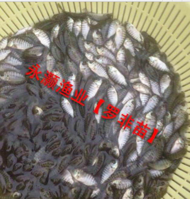 吉富羅非魚(yú)苗 優(yōu)質(zhì)羅非苗抗高溫抗病力強(qiáng)