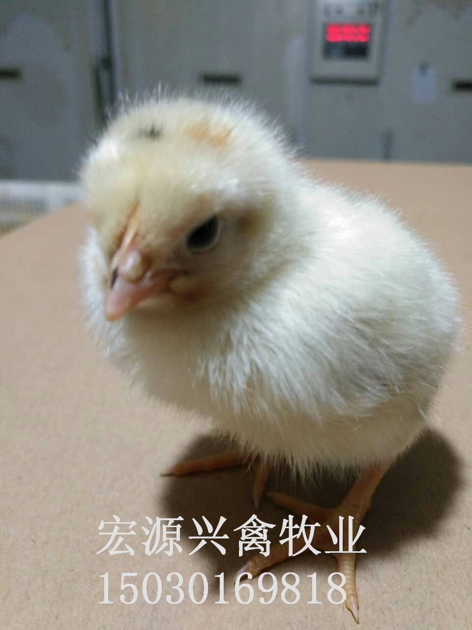 河北石家莊代蛋雞海蘭灰雛雞批發(fā)