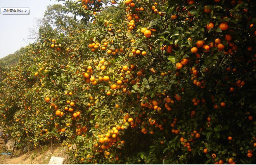 柑橘小苗供應(yīng)商、供應(yīng)柑橘小苗、銷售柑橘小苗