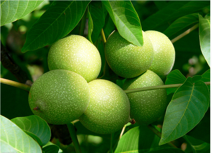 核桃產(chǎn)地、銷售核桃、核桃供應(yīng)商